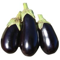 Sandveld Seeds Aubergine' Night Shadow